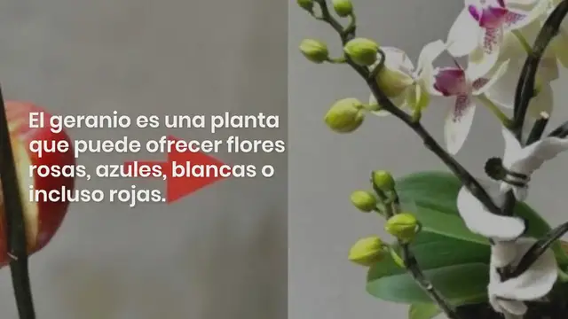 Video thumbnail for Geranio: aquí se explica cómo ayudar a esta planta a sobrevivir el invierno: