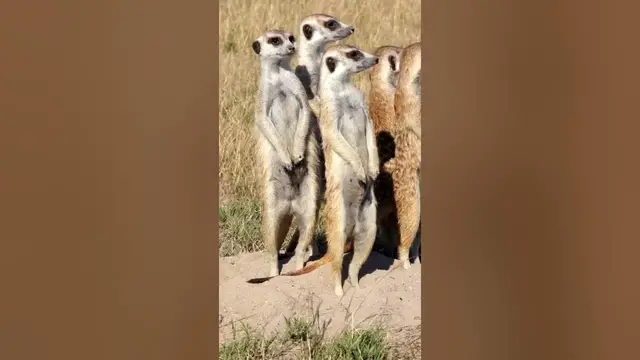 Video thumbnail for What Are cooperative Behaviors in Animals? #shorts