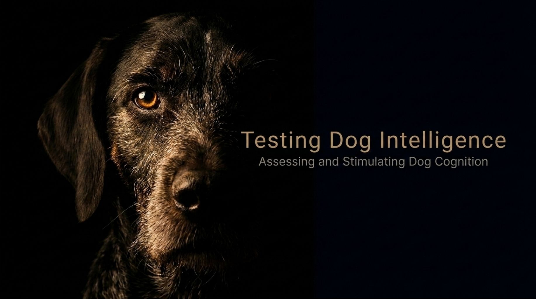 Video thumbnail for Dog Intelligence Testing: How to Unlock The Hidden Furry Genius?