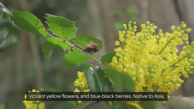 Video thumbnail for Mahonia