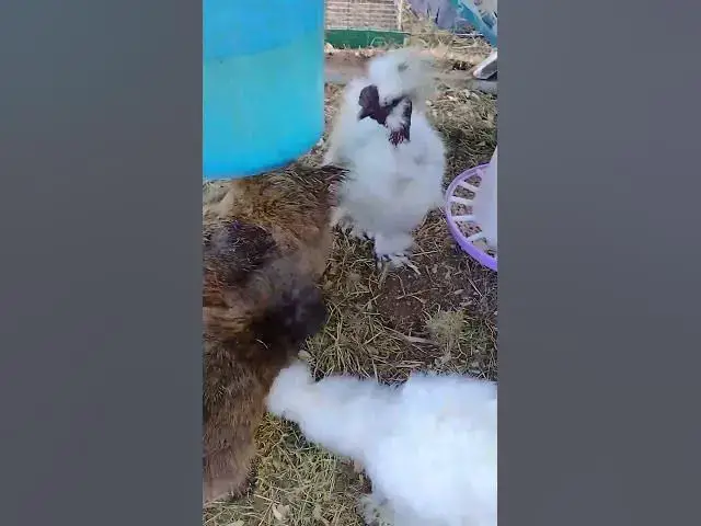 Video thumbnail for Romeo Is Being Nice To My Cockerel #Shorts