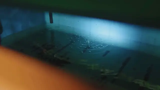 Video thumbnail for Vertical Gardening with PVC Pipes: Space-Saving and Efficient