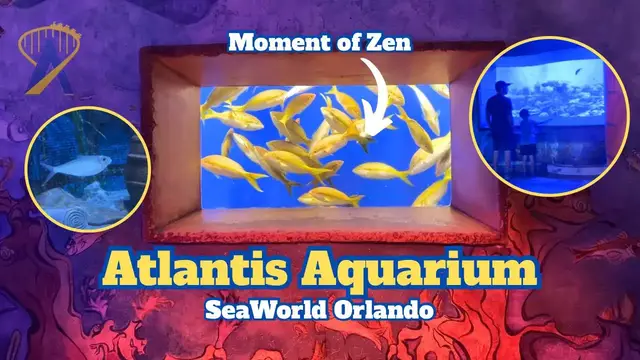 Video thumbnail for Exploring the Atlantis Aquarium at SeaWorld Orlando
