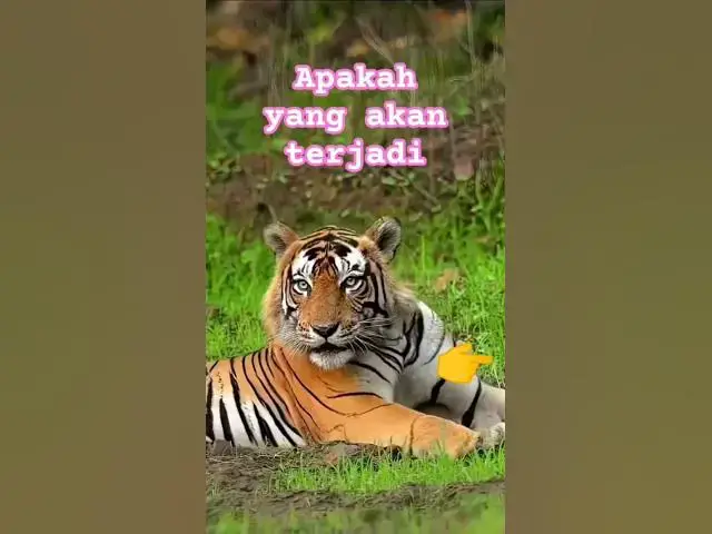 Video thumbnail for Rusa dan Harimau