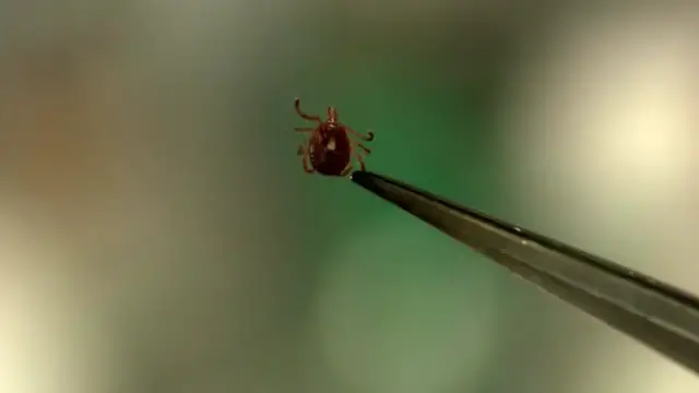 Video thumbnail for Fourth confirmed case of 'rabbit fever' reported in Suffolk County