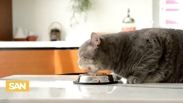 Video thumbnail for Bird Flu in cats raises new worries about human risk