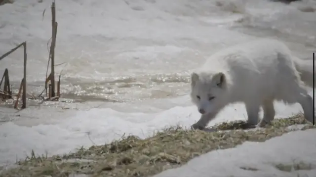 'Video thumbnail for Tundra Animals: Surviving the Frozen Wilderness'
