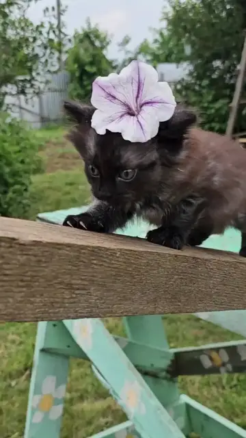 Video thumbnail for Tiny Kitten with Flower Crown Finds Mom Cat