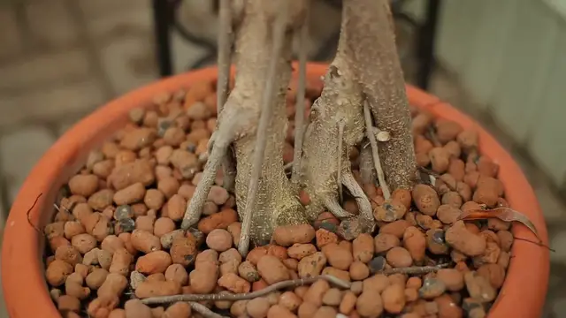 Video thumbnail for Essential Houseplant Repotting Guide – Keep Your Plants Healthy!