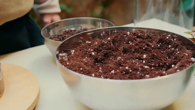 Video thumbnail for Houseplant Care Tips for Beginners – Keep Your Plants Thriving!