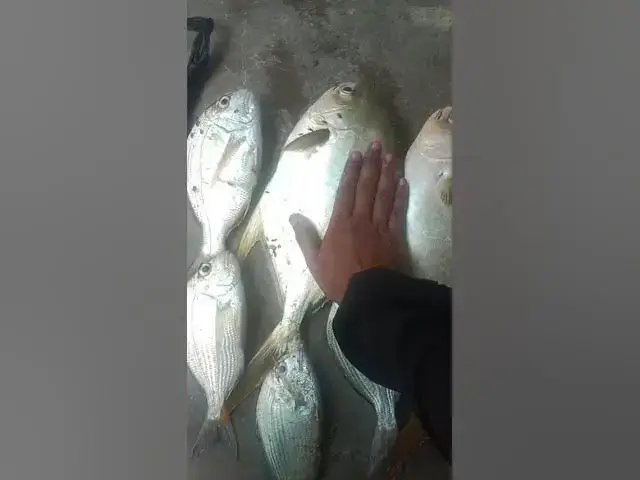 Video thumbnail for hamaliya fishing report #fishing #safanafishing #music #fish