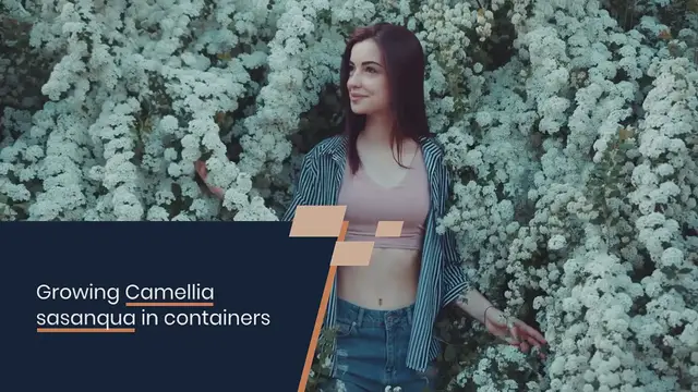 Video thumbnail for Growing Camellia Sasanqua In Containers