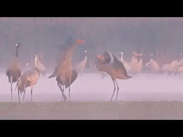 Video thumbnail for Autumn migration of birds