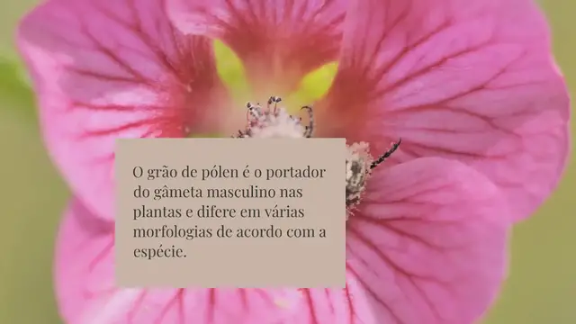 Video thumbnail for O BS-95 aumenta a viabilidade do pólen