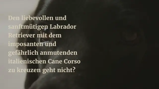 Video thumbnail for Cane Corso Labrador Mix im Rassen-Portrait (Mit Bildern)