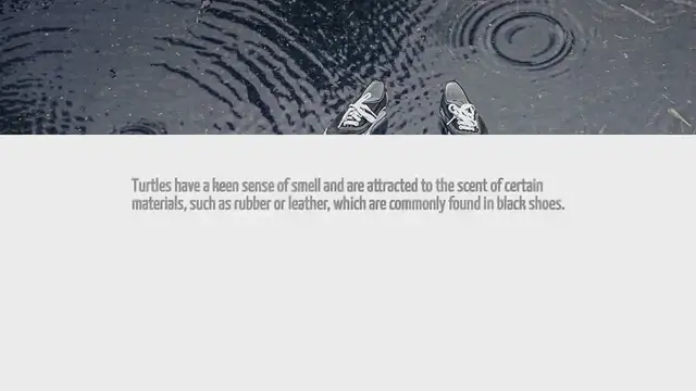 Video thumbnail for Why Do Turtles Attack Black Shoes