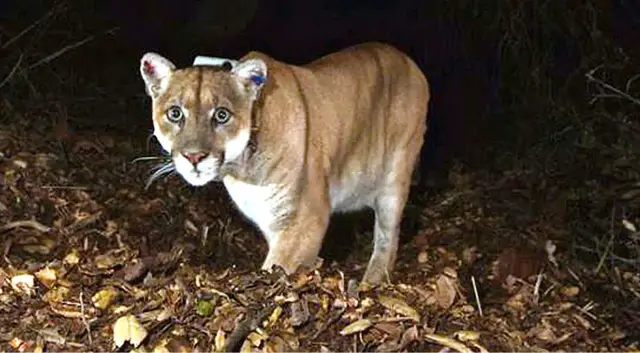 'Video thumbnail for Rewilding Argentina: Can ecotourism save Patagonia's pumas from extinction?'