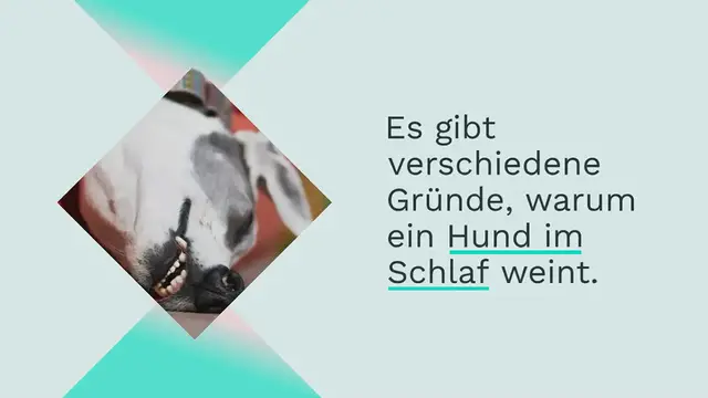 Video thumbnail for Hund weint im Schlaf: Warum er das tut und wie du ihm hilfst!