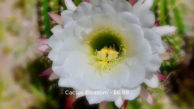 Video thumbnail for Texas Roadhouse Menu Price