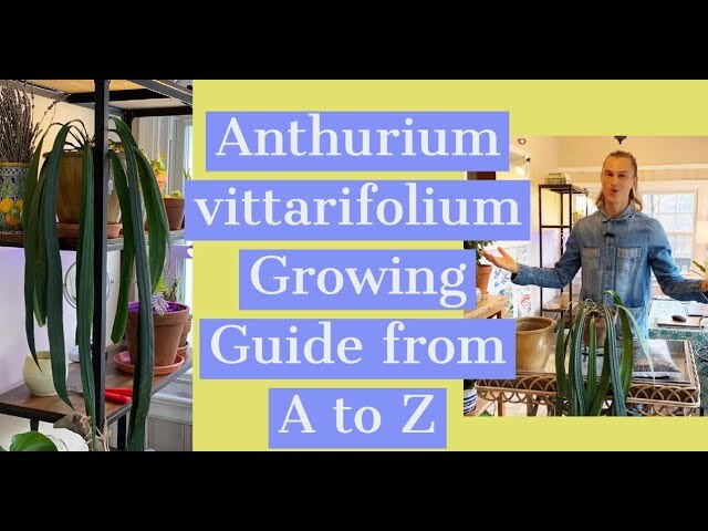 Video thumbnail for Anthurium vittarifolium Growing Guide & RePotting Video