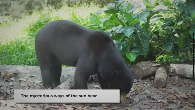 Video thumbnail for Sun Bear Behavior: A Brief Insight