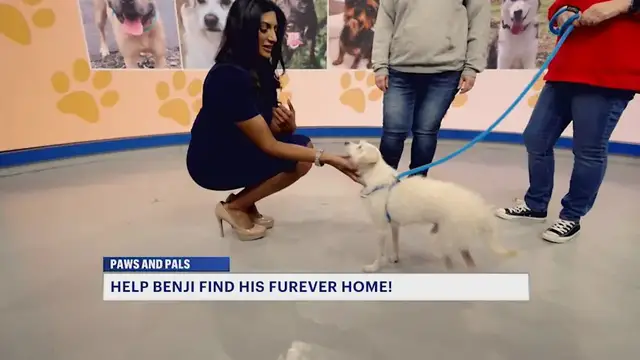Video thumbnail for Paws and Pals: Benji is a small pup with a big personality    