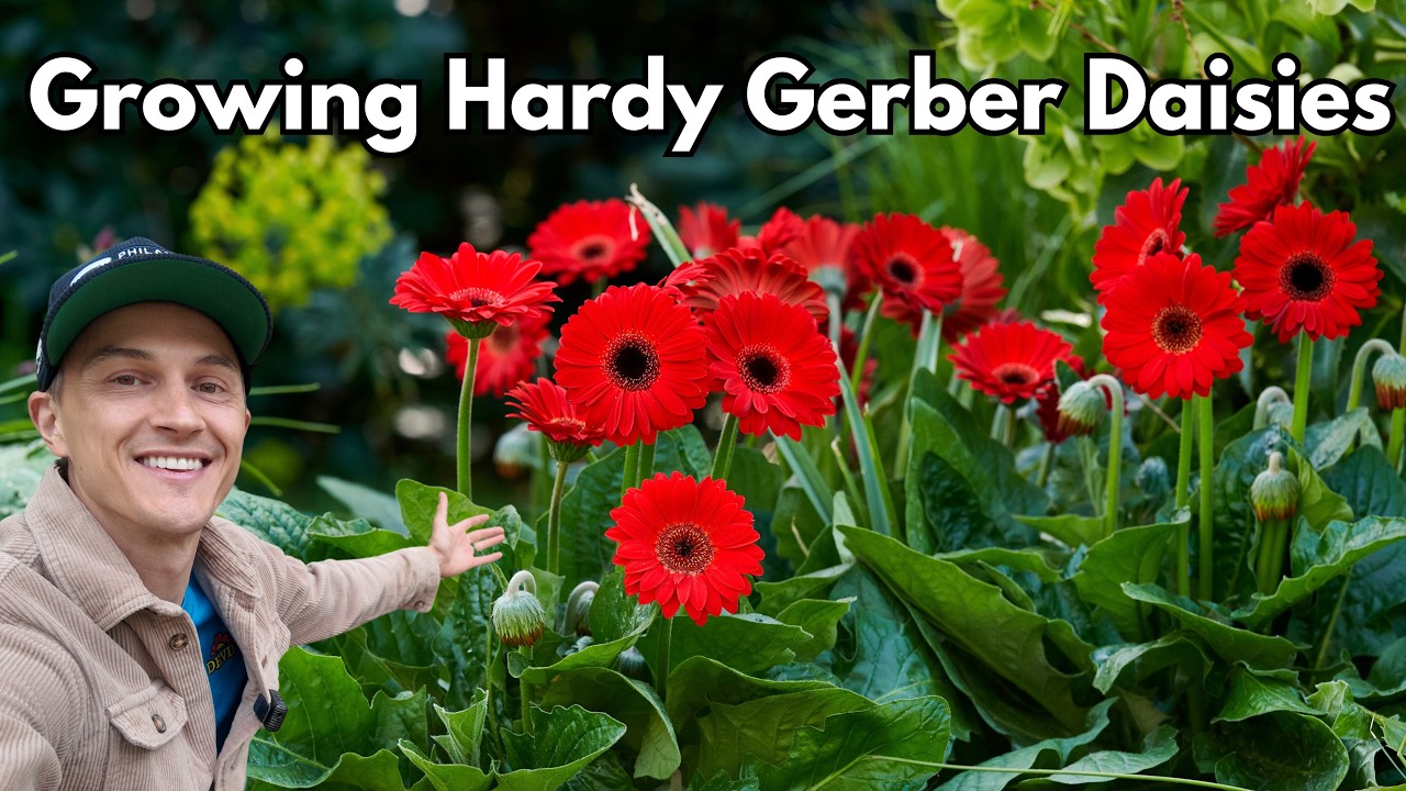 Video thumbnail for How to Grow WINTER HARDY GERBER DAISIES! Tips for Maximum Flowers