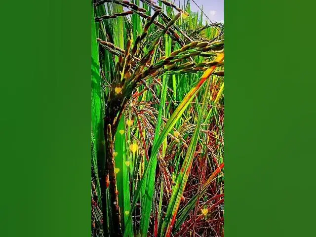 Video thumbnail for my Love Village 💖😍