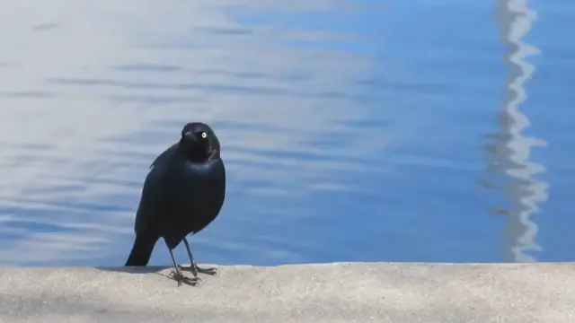 Video thumbnail for Bird Chirping