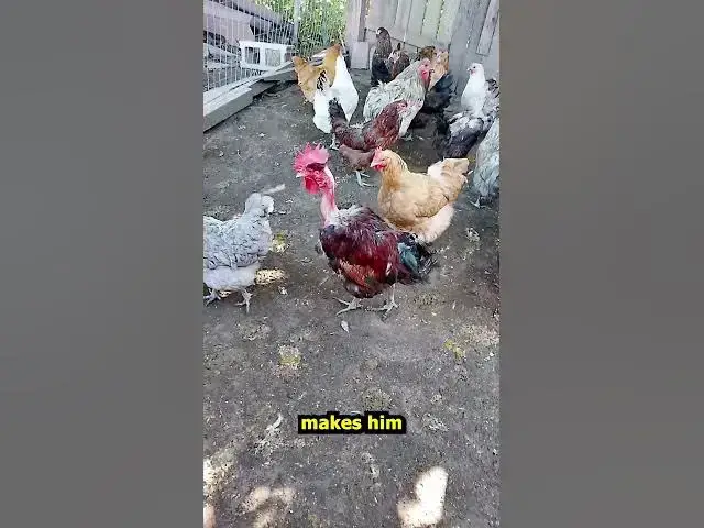 Video thumbnail for Americana EE Hens For Sale 2026 06 20 #Shorts