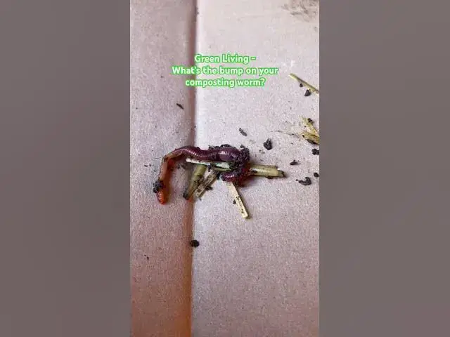 Video thumbnail for My Composting Worm has a Lump - What Is It?  #compostingworms