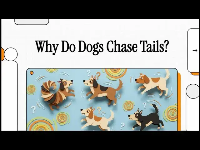 Video thumbnail for Why Do Dogs Chase Their Own Tail?