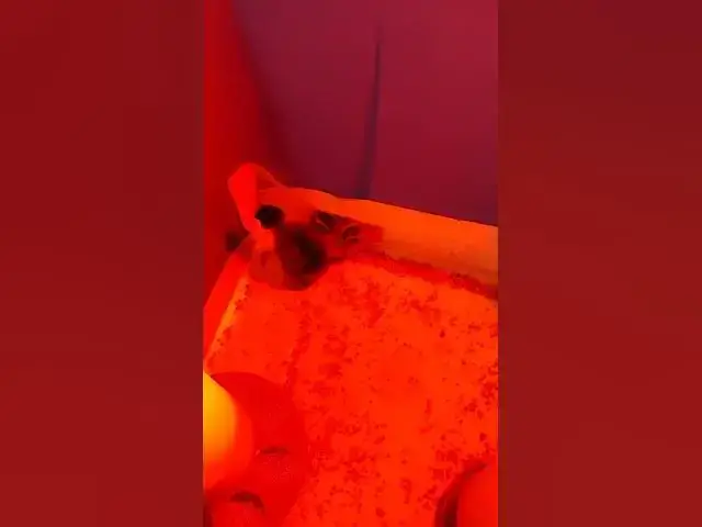 Video thumbnail for Week Old Silkie Chicks #Shorts