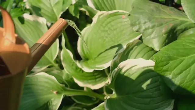 Video thumbnail for Growing Hostas Indoors