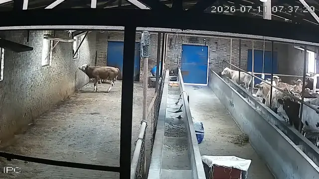 Video thumbnail for Cow Squeezes Through Window to Escape Holding Pen in Shanxi