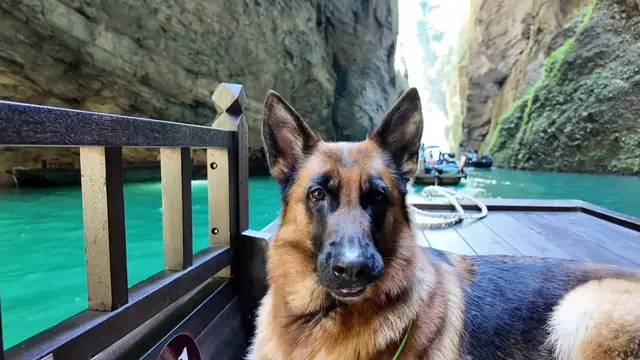 Video thumbnail for German Shepherd Howls Along with Echoes in Hunan Canyon