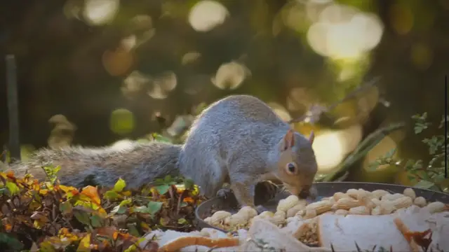 Video thumbnail for Feeding Your Pet Squirrel: A Nutritional Guide