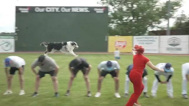 Video thumbnail for Most jumps between people by a dog in one minute - 56 by Chardonnay and human Jennifer Fraser
