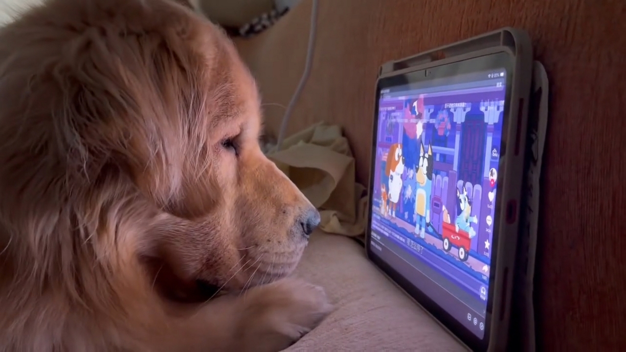 Video thumbnail for Golden Retriever Binge-Watches Cartoons on Tablet