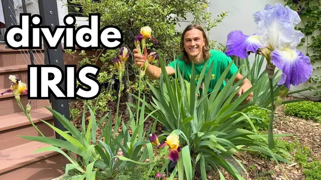 Video thumbnail for IRIS - How to Divide Plants for More Flowers