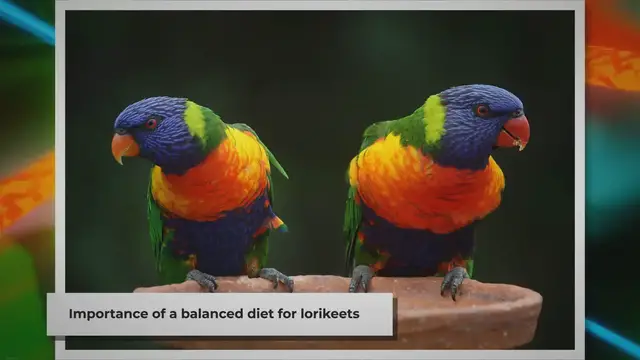 Video thumbnail for Feeding Your Pet Lorikeets: A Quick Guide