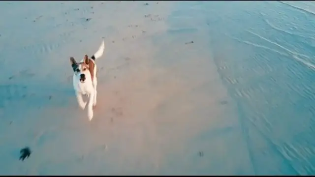 'Video thumbnail for Backpacking Thailand - | DOGS ATTACK MY DRONE ON KOH PHANGAN |'
