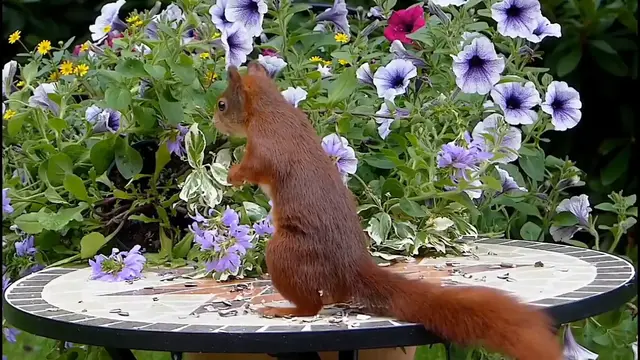 Video thumbnail for Squirrel