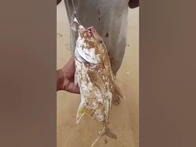 Video thumbnail for hamaliya hand professional fishing