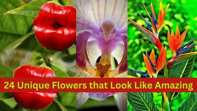 'Video thumbnail for 24 Unique Flowers that Look Like Amazing'