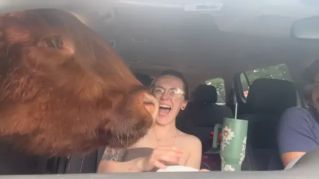Video thumbnail for Couple Feeds Safari Animals and Gets Spat on by Alpaca in Alabama