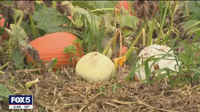 'Video thumbnail for Long Island pumpkin crop thrives as fall season kicks off'
