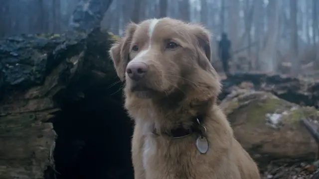 'Video thumbnail for Frightening 'Good Boy' trailer will have you asking, 'Does the dog die?''