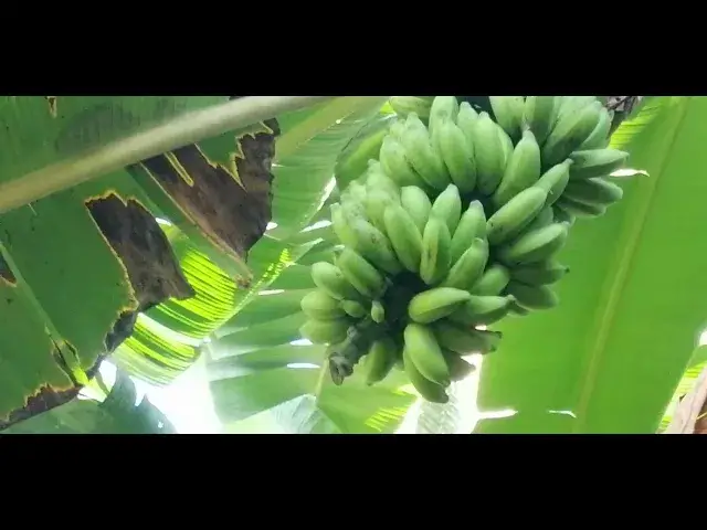 'Video thumbnail for Banana Fruit Plant'