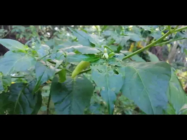 'Video thumbnail for Chili Pepper Plant'